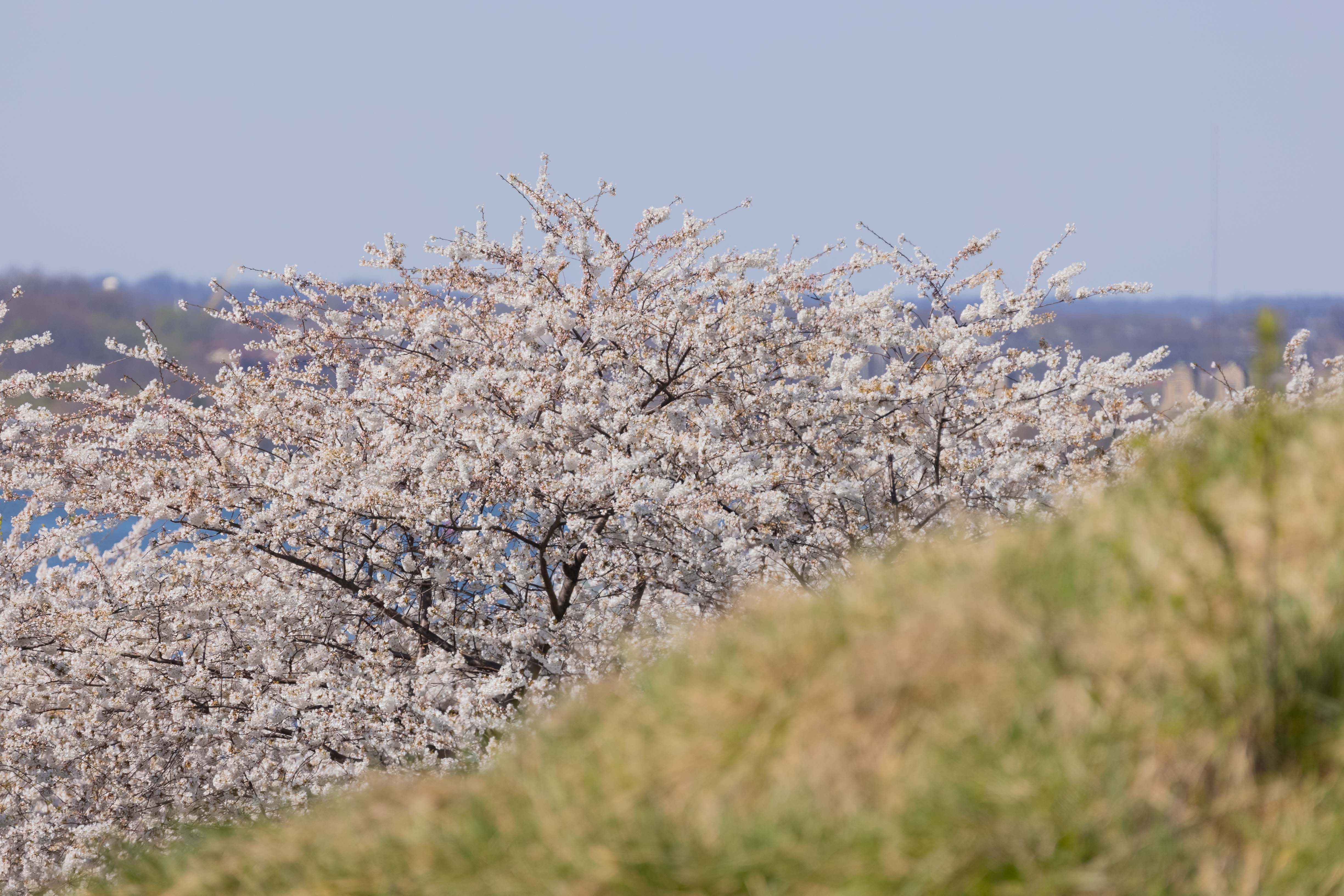 Fort McHenry Cherry Blossoms Roving Sun